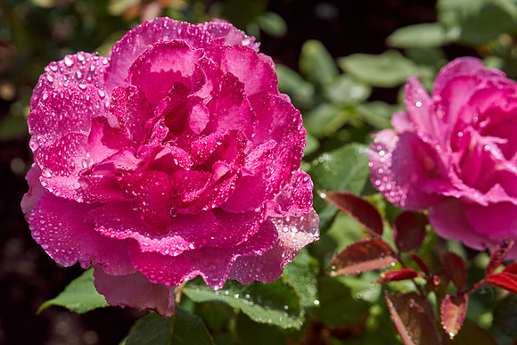 Rose 'Canada Blooms'