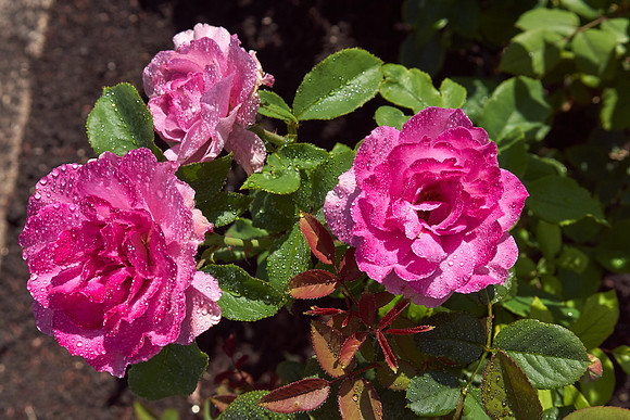 Rose 'Canada Blooms'