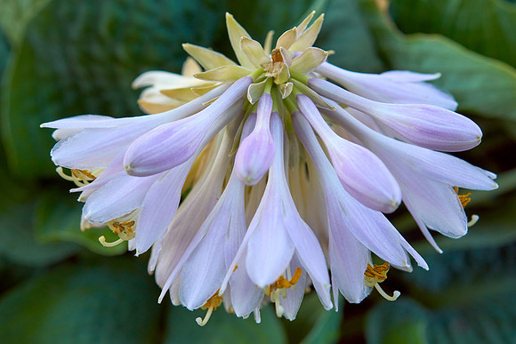 Hosta 'Love Pat'