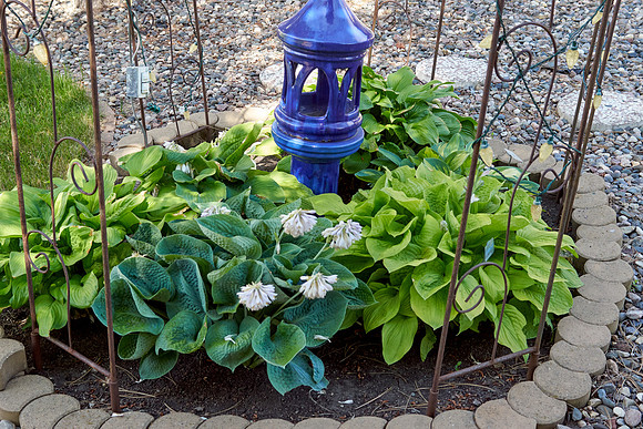 Hosta 'Love Pat'