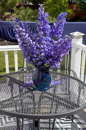 Delphinium 'Pagan Purples'