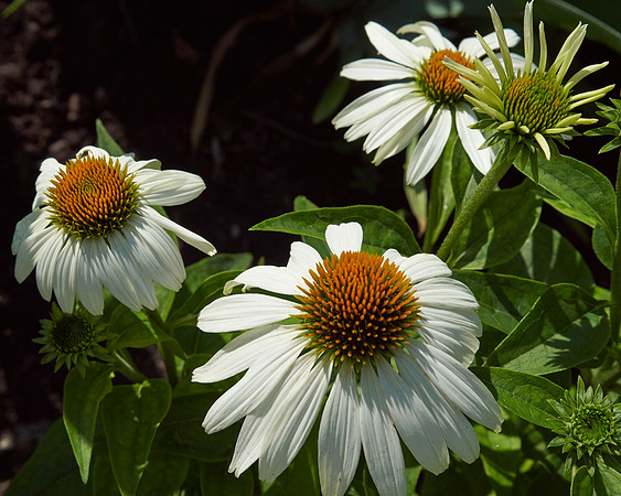Coneflower 'Pow Wow'