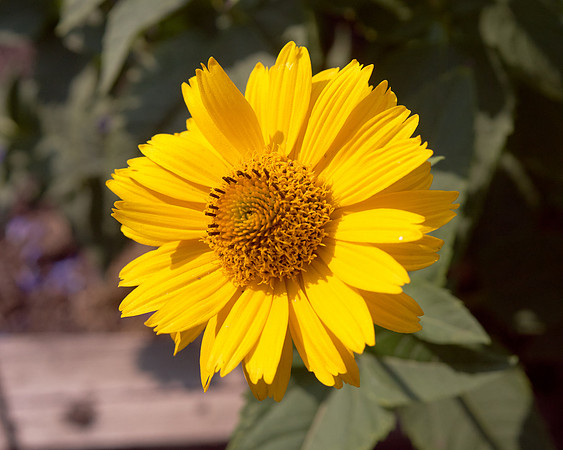 Heliopsis 'Summer Nights'