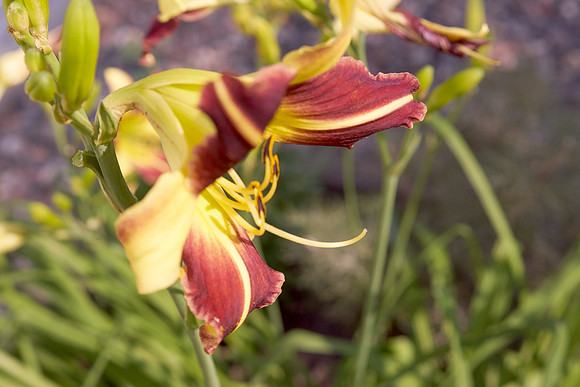DayLily 'Frans Hals'