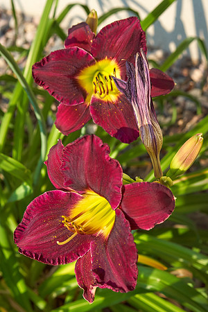 Daylily 'Bela Lugosi'