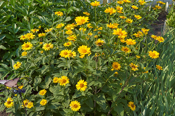 Heliopsis 'Summer Nights'
