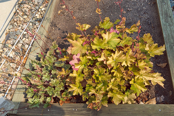 Heuchera 'Creme Brulee'