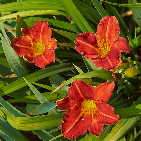 Daylily 'Chicago Ruby'