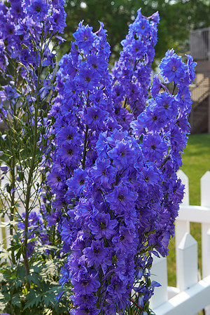 Delphinium 'Pagan Purples'