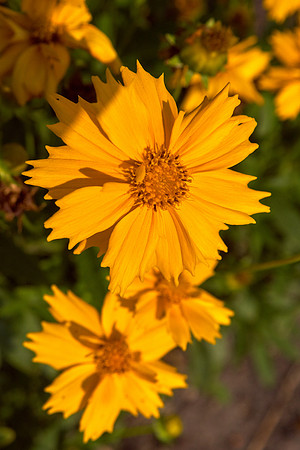 Coreopsis 'Jethro Tull'