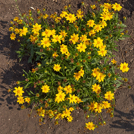 Coreopsis 'Jethro Tull'