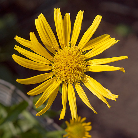 Leopard's Bane  'Little Leo'