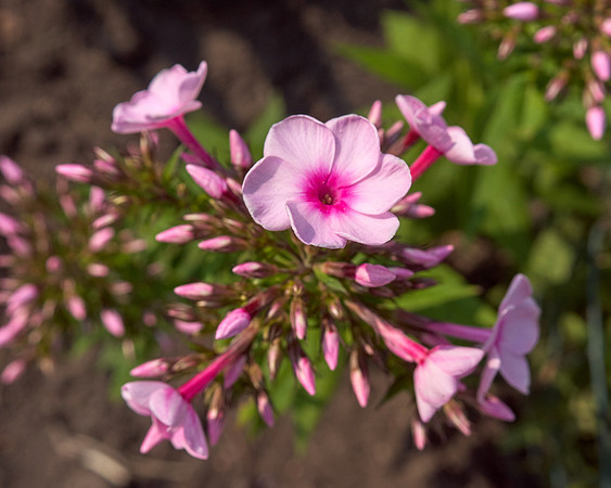 Phlox 'Cotton Candy'