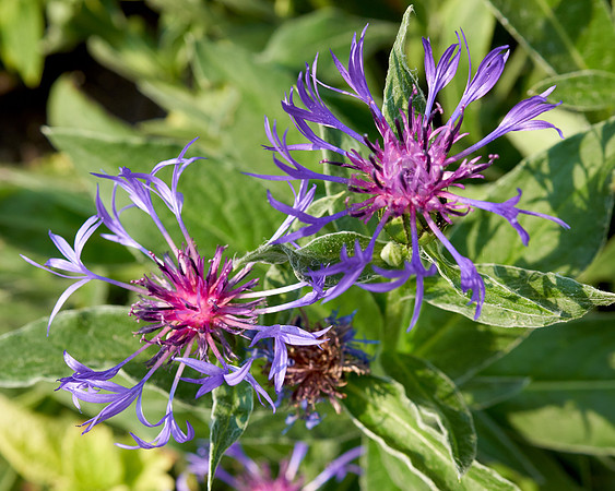 Cornflower, Blue Mountain 'Bluet Centaurea'