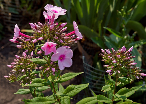 Phlox 'Cotton Candy'