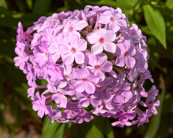 Phlox 'Pink Lady'