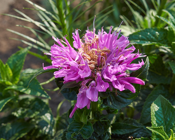 Monarda 'Petite Delight'
