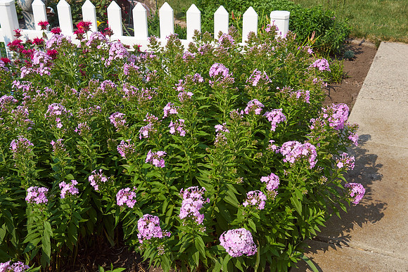 Phlox 'Pink Lady'