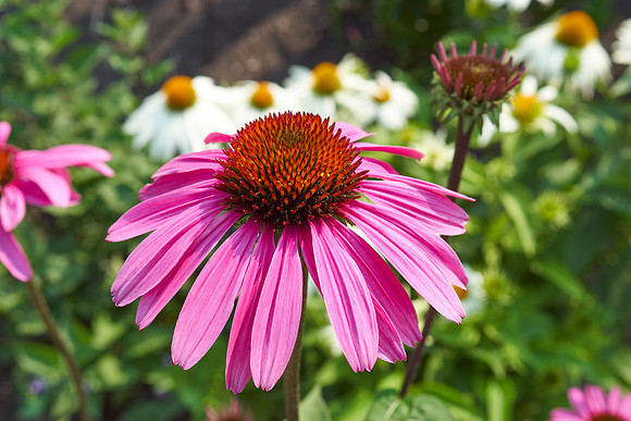 Coneflower 'Wild Berry'