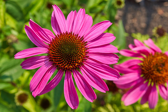 Coneflower 'Wild Berry'