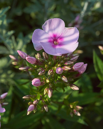 Phlox 'Cotton Candy'