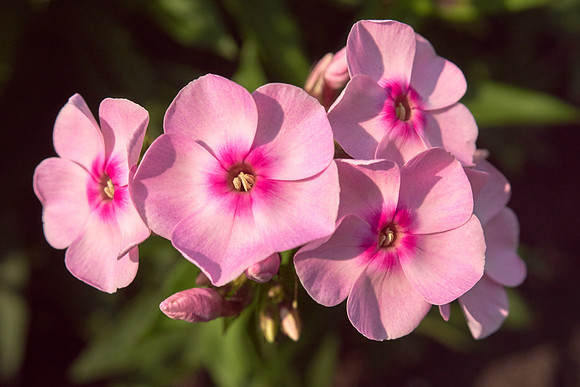 Phlox 'Cotton Candy'