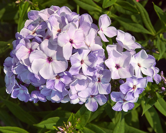 Phlox 'Blue Flame'