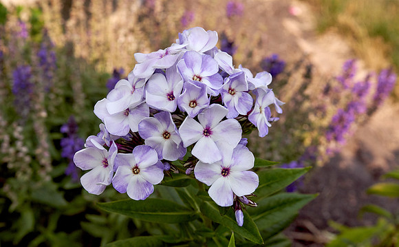 Phlox 'Blue Flame'