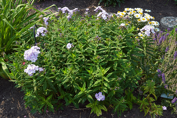Phlox 'Blue Flame'