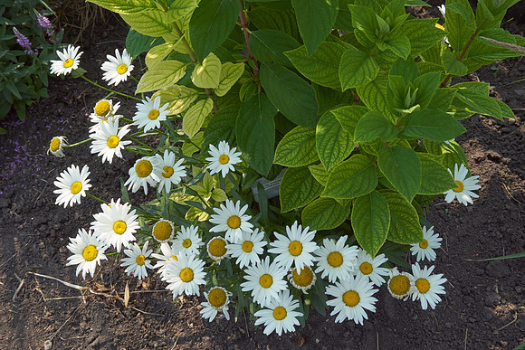 Daisy, Shasta 'Snowcap'
