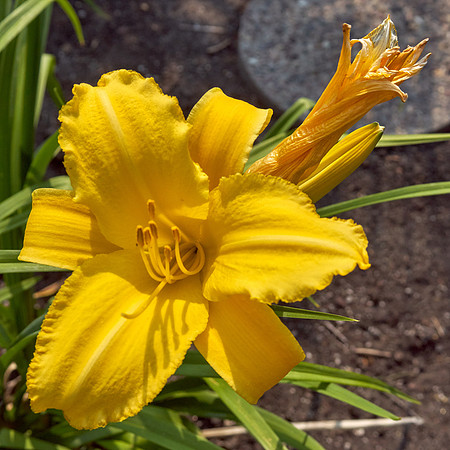 DayLily 'Nassau'