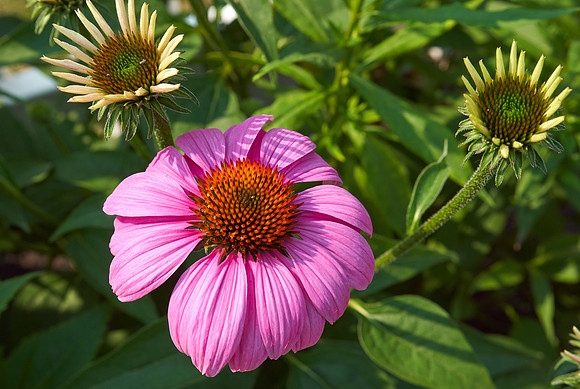 Coneflower 'Wild Berry'