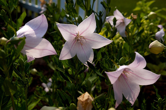 Bellflower 'Peachleaf'