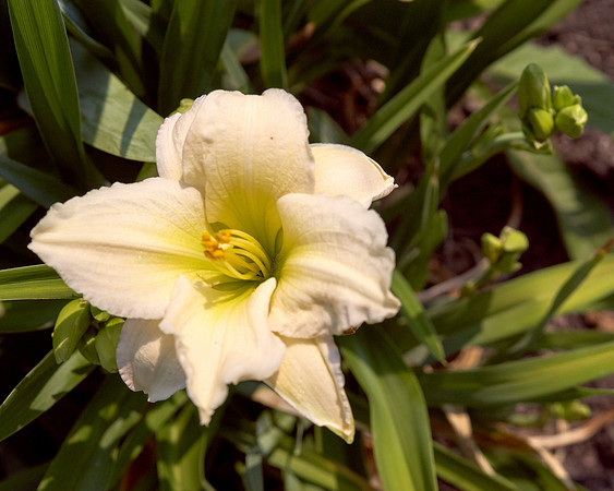 Bellflower 'Peachleaf'