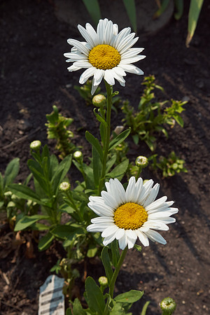 Daisy, Shasta 'Becky'