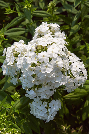 Phlox 'David'