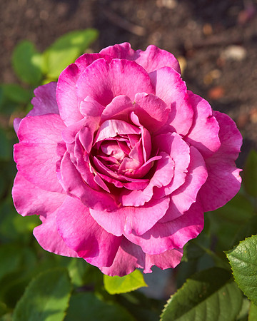 Rose 'Canada Blooms'