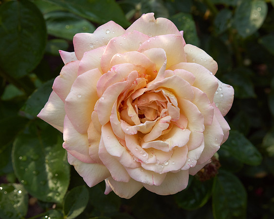 Rose 'Love & Peace'