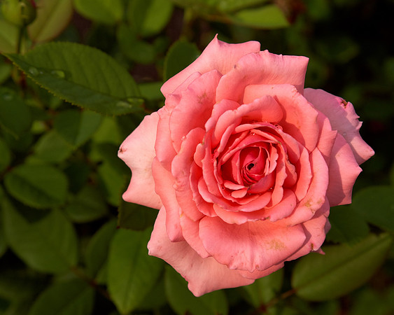 Rose 'Falling In Love'