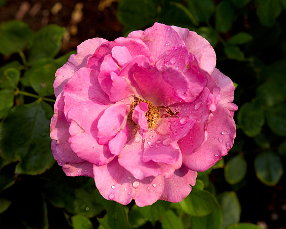 Rose 'Royal Amethyst'