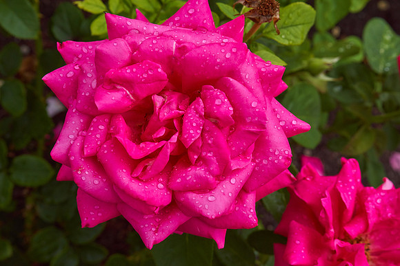 Rose 'Ingrid Bergman'