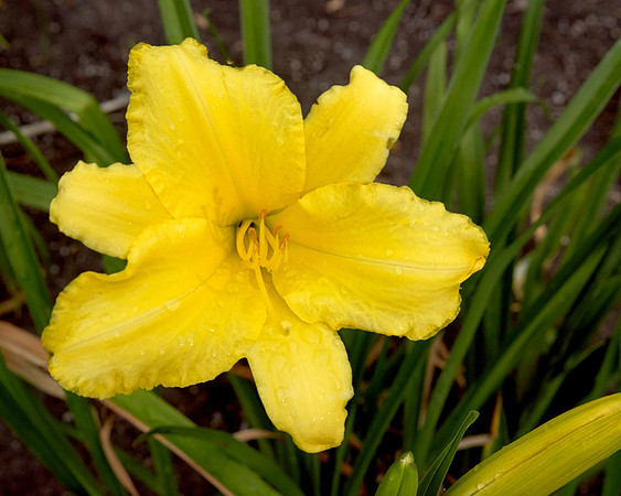 DayLily 'Nassau'