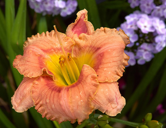 Daylily 'Leebea Orange Crush'