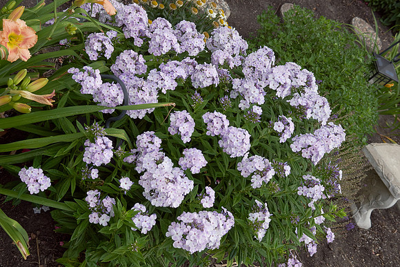 Phlox 'Blue Flame'