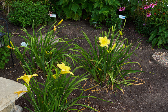 DayLily 'Nassau'