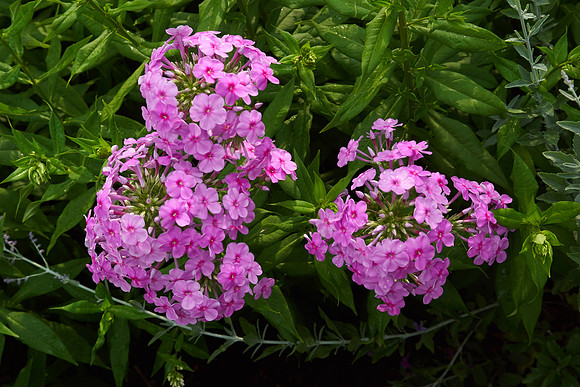Phlox 'Baby Face'
