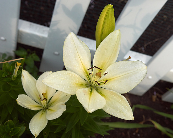 Lily 'Gerrit Zalm'