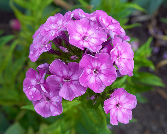 Phlox 'Laura'