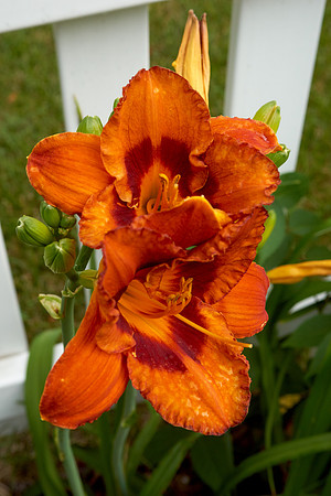 Daylily 'Mighty Chestnut'