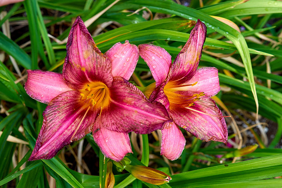 Daylily 'Summer Wine'
